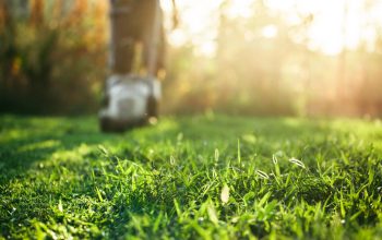 lawn care lakeville mn